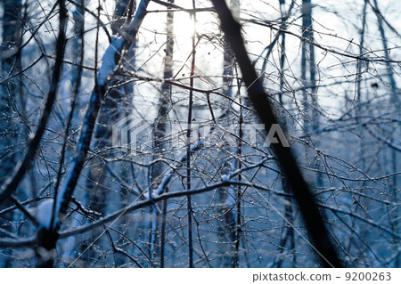 hoarfrost on wood branch 9200263