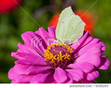 butterfly on pink flower close up 9200265