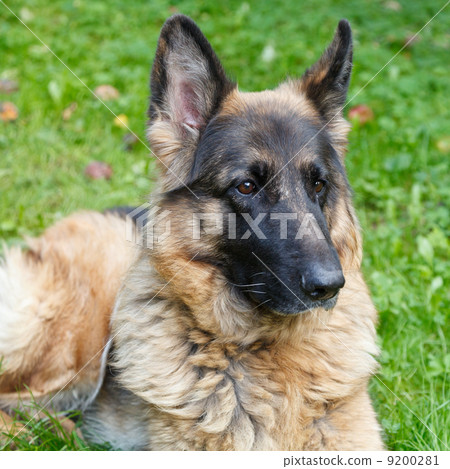Long-haired German shepherd Long-haired German shepherd 9200281