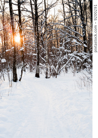 sunset in winter forest sunset in winter forest 9200291