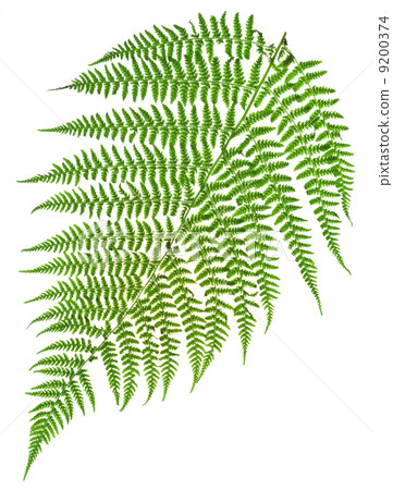 green sprig of fern green sprig of fern 9200374