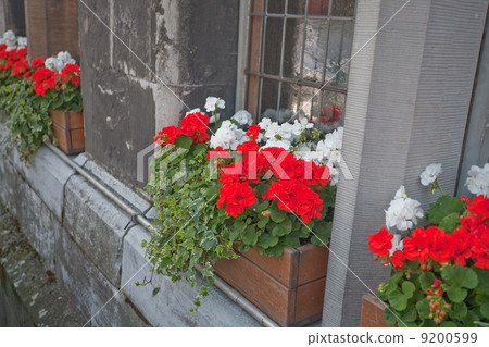 traditional geranium flower 9200599