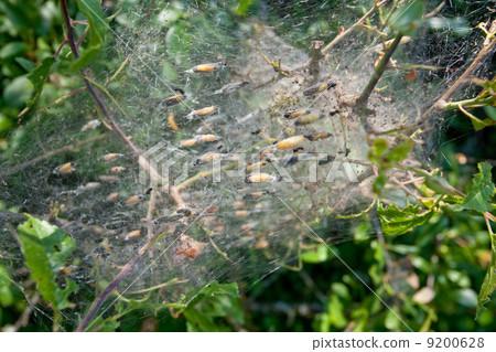 pupas in webs pupas in webs 9200628