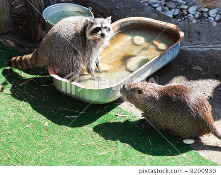 raccoon and coypu 9200930