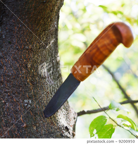 knife stuck in tree knife stuck in tree 9200950