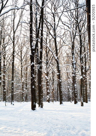 winter park in twilight winter park in twilight 9200985