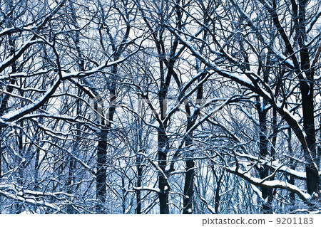 oak branches under snow 9201183