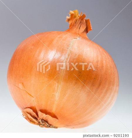 onion bulb 9201193