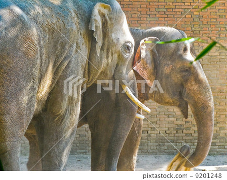 two Indian elephants 9201248
