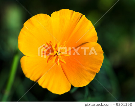 Eschscholzia flower close up 9201398