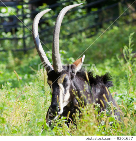 antelope lying in green grass 9201637