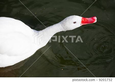 coscoroba swan coscoroba swan 9201732