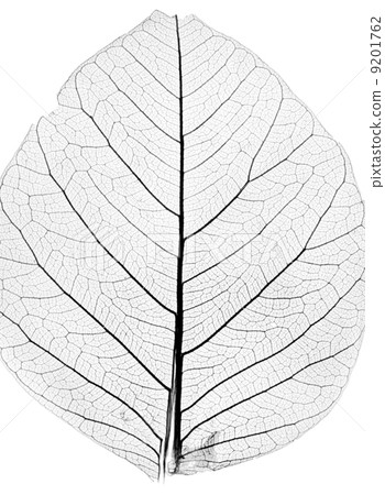 tree leaf close up 9201762