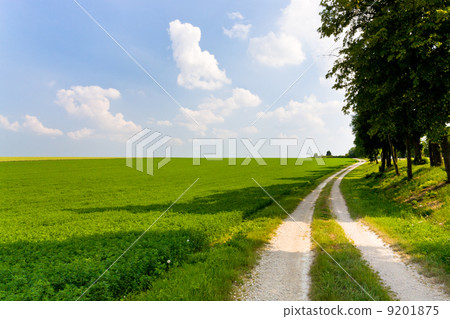 road along lucerne field 9201875