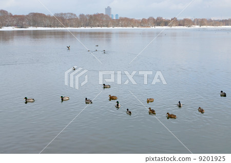 ducks in river in urban park 9201925