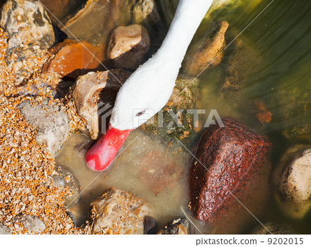 coscoroba swan coscoroba swan 9202015