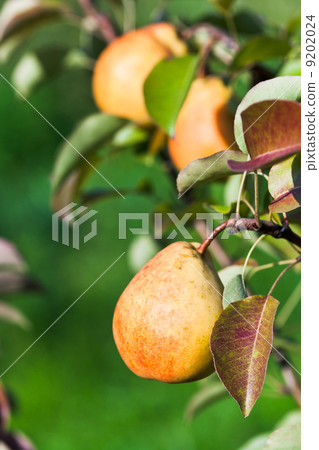 ripe yellow and red pears on tree 9202024