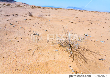 saxaul on slope of sand dune in Wadi Rum desert 9202025