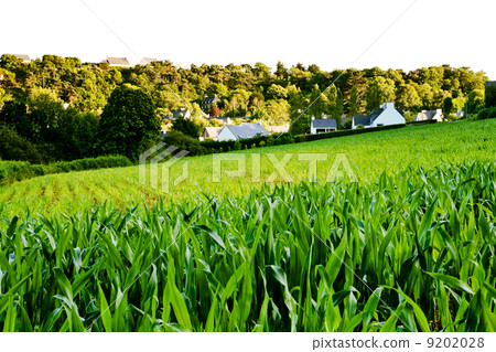 small country green corn field 9202028