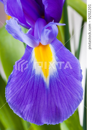 petal of Blue iris petal of Blue iris 9202201