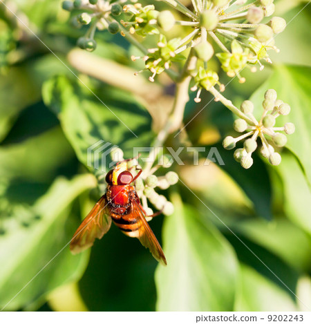 flower fly volucella inanis on blossoms of ivy flower fly volucella inanis on blossoms of ivy 9202243