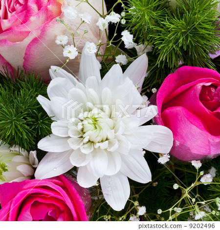 white chrysanth and pink roses white chrysanth and pink roses 9202496