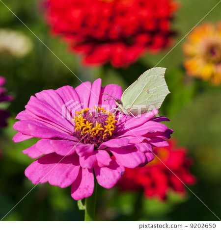 butterfly on pink flower close up 9202650