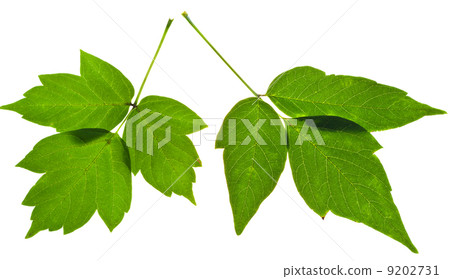 twigs of green ash tree leaves 9202731