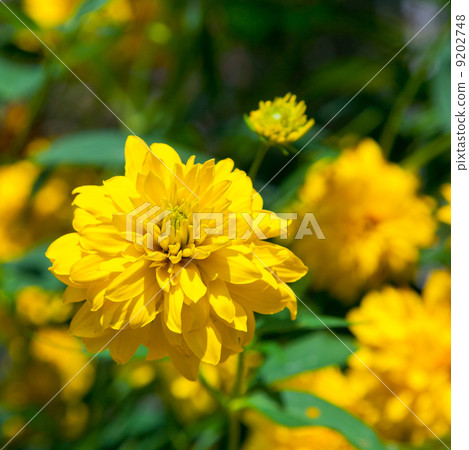yellow flowers of Rudbeckia yellow flowers of Rudbeckia 9202748