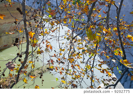 autumn tree branch under Tiber river in Rome 9202775