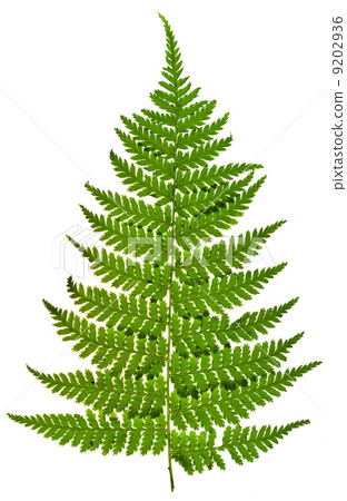 green sprig of fern 9202936