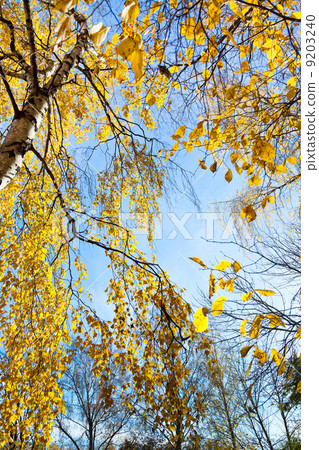 birch trees with yellow leaves in autumn day birch trees with yellow leaves in autumn day 9203240
