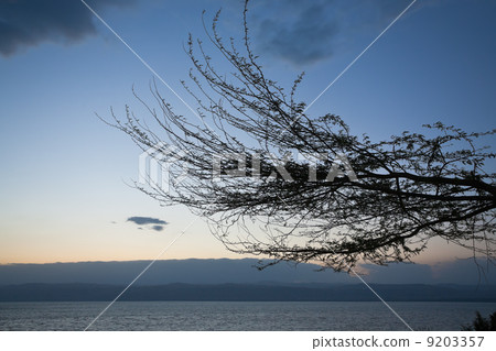 tree brunch on Dead Sea sunset 9203357
