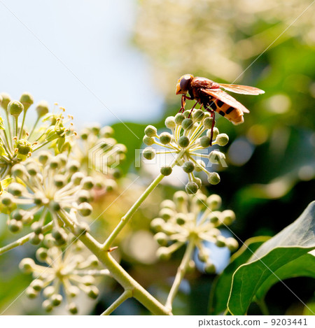 flower fly volucella inanis on blossoms of ivy flower fly volucella inanis on blossoms of ivy 9203441