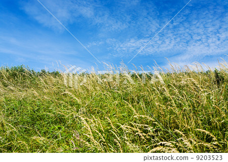 blue sky and spicate grass 9203523