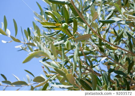 green olive tree with olive 9203572