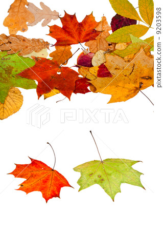two maple and many autumn leaves 9203598