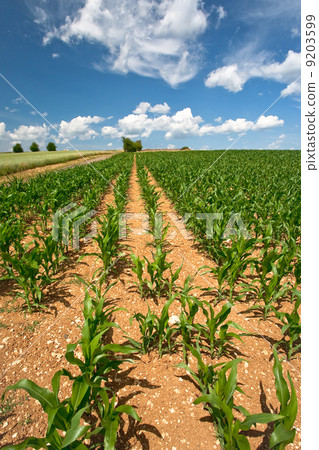 corn field under blue sky corn field under blue sky 9203599