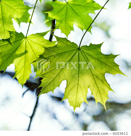green maple leaf lit by the sun green maple leaf lit by the sun 9203611