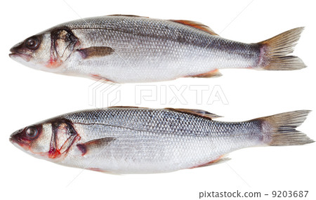 two raw seabass fishes two raw seabass fishes 9203687