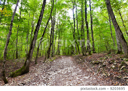 stone dried brook bed in mountains stone dried brook bed in mountains 9203695
