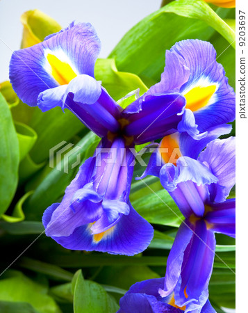 iris flowers iris flowers 9203697