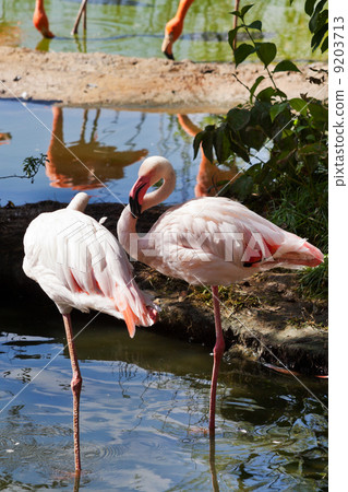 wading bird - flamingo wading bird - flamingo 9203713