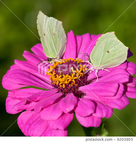 two butterflies on pink flower close up two butterflies on pink flower close up 9203803