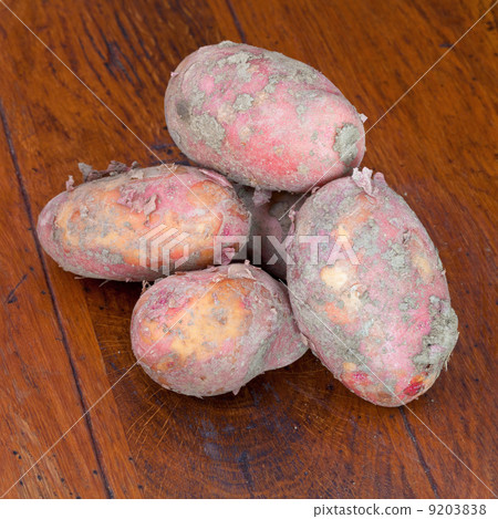 several new raw pink potatoes several new raw pink potatoes 9203838