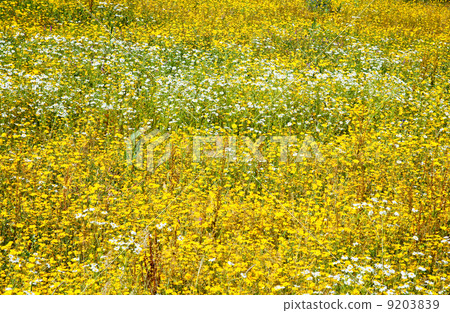 flower greenland flower greenland 9203839