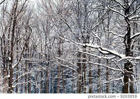oak branches under snow 9203859
