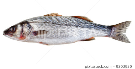raw seabass fish raw seabass fish 9203920