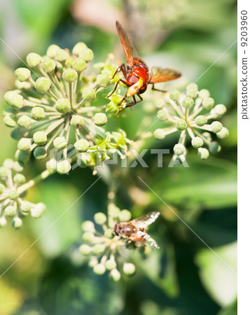 flower fly volucella inanis on blossoms of ivy flower fly volucella inanis on blossoms of ivy 9203960