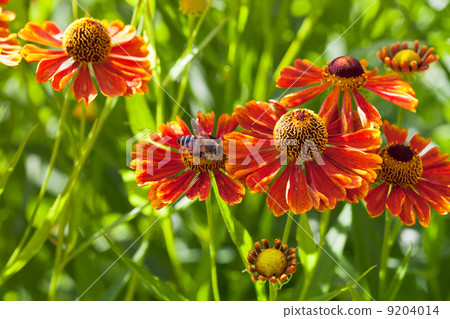 bee sips nectar from red gaillardia flower bee sips nectar from red gaillardia flower 9204014